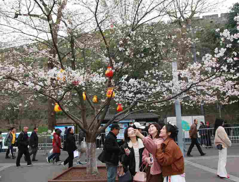  春日消费热潮涌动，沉浸式体验成为主流；跨界融合让一季花期延展无限。 文化旅游