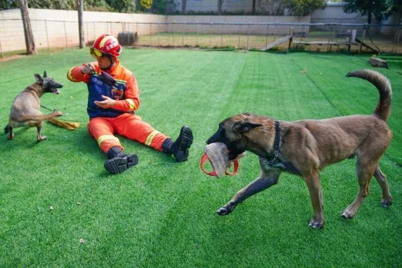  新兴寻宠职业兴起；宠物市场规模持续扩大，专业服务仍需规范。 文化旅游 新兴寻宠职业兴起；宠物市场规模持续扩大，专业服务仍需规范。 文化旅游 新兴寻宠职业兴起；宠物市场规模持续扩大，专业服务仍需规范。 文化旅游
