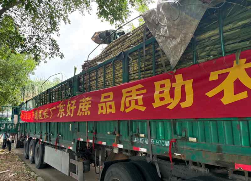  从田间到货架：京东折扣超市用数据驱动黄皮甘蔗日销万根 企业服务