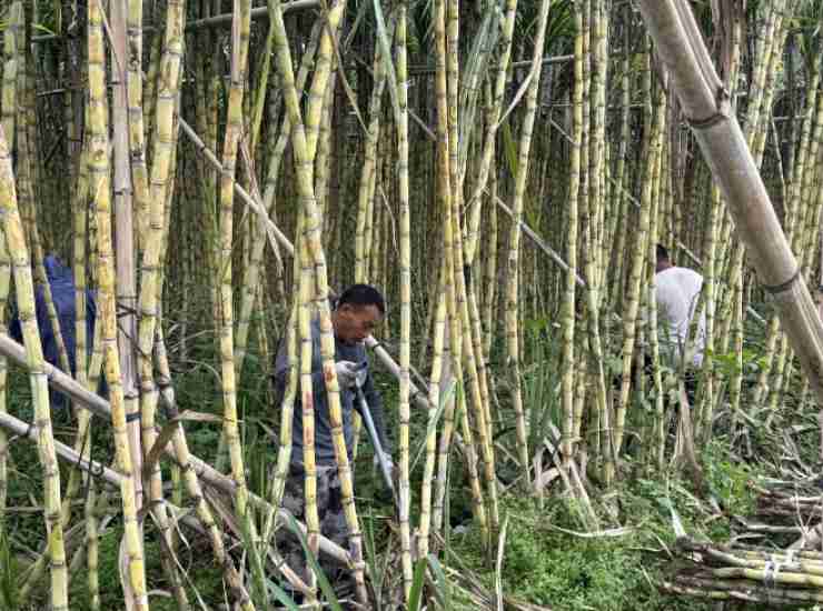  从田间到货架：京东折扣超市用数据驱动黄皮甘蔗日销万根 企业服务